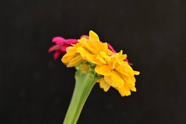 Karanlık arka planda güzel zinnia çiçekleri, yaz konsepti, yakın görüş 