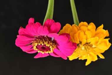 Karanlık arka planda güzel zinnia çiçekleri, yaz konsepti, yakın görüş 