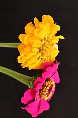 Karanlık arka planda güzel zinnia çiçekleri, yaz konsepti, yakın görüş 