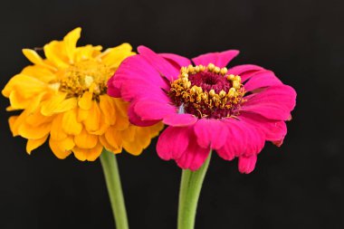 Karanlık arka planda güzel zinnia çiçekleri, yaz konsepti, yakın görüş 