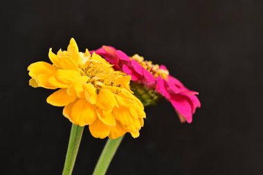 Karanlık arka planda güzel zinnia çiçekleri, yaz konsepti, yakın görüş 