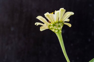 Karanlık arka planda güzel zinnia çiçeğini kapat.