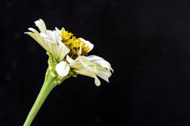 Karanlık arka planda güzel zinnia çiçeğini kapat.