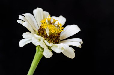 Karanlık arka planda güzel zinnia çiçeğini kapat.