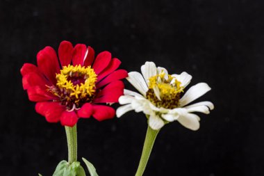 Karanlık arka planda güzel zinnia çiçekleri, yaz konsepti, yakın görüş 