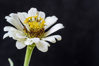 Karanlık arka planda güzel zinnia çiçeğini kapat.