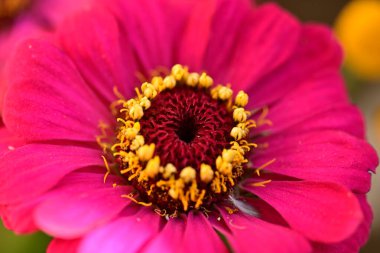 Karanlık arka planda güzel zinnia çiçeğini kapat.