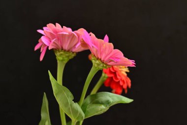 Karanlık arka planda güzel zinnia çiçekleri, yaz konsepti, yakın görüş 