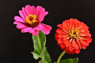 Karanlık arka planda güzel zinnia çiçekleri, yaz konsepti, yakın görüş 