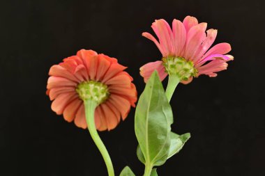 Karanlık arka planda güzel zinnia çiçekleri, yaz konsepti, yakın görüş 