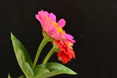 Karanlık arka planda güzel zinnia çiçekleri, yaz konsepti, yakın görüş 