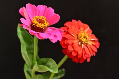 Karanlık arka planda güzel zinnia çiçekleri, yaz konsepti, yakın görüş 