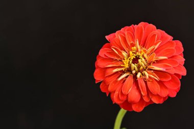 Karanlık arka planda güzel zinnia çiçeğini kapat.