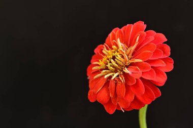 Karanlık arka planda güzel zinnia çiçeğini kapat.