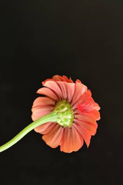 Karanlık arka planda güzel zinnia çiçeğini kapat.