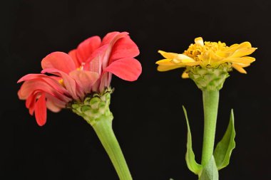 Karanlık arka planda güzel zinnia çiçekleri, yaz konsepti, yakın görüş 