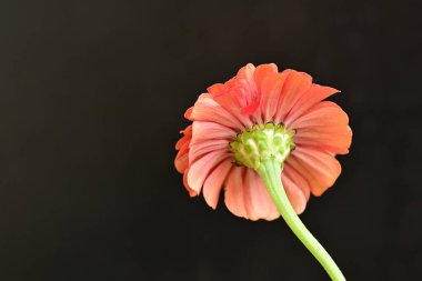 Karanlık arka planda güzel zinnia çiçeğini kapat.