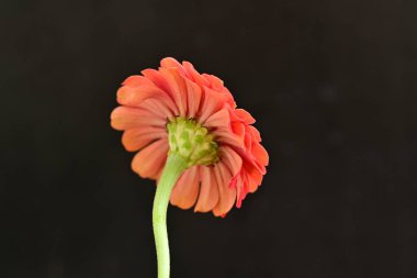 Karanlık arka planda güzel zinnia çiçeğini kapat.