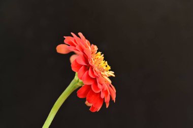 Karanlık arka planda güzel zinnia çiçeğini kapat.