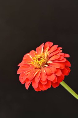Karanlık arka planda güzel zinnia çiçeğini kapat.