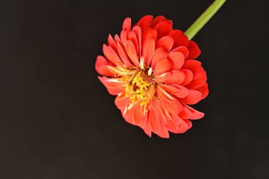 Karanlık arka planda güzel zinnia çiçeğini kapat.