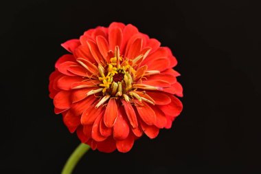 Karanlık arka planda güzel zinnia çiçeğini kapat.