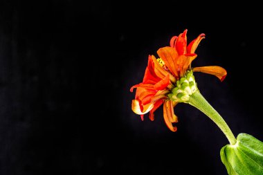 Karanlık arka planda güzel zinnia çiçeğini kapat.