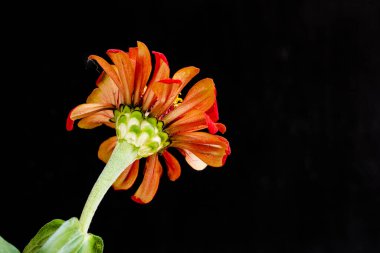 Karanlık arka planda güzel zinnia çiçeğini kapat.