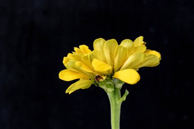 Karanlık arka planda güzel zinnia çiçeğini kapat.