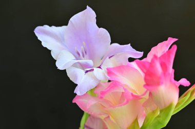 pink lillies on a black background close up 