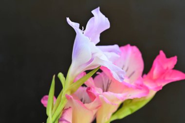 pink lillies on a black background close up 