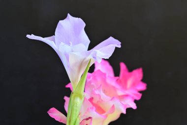 pink lillies on a black background close up 