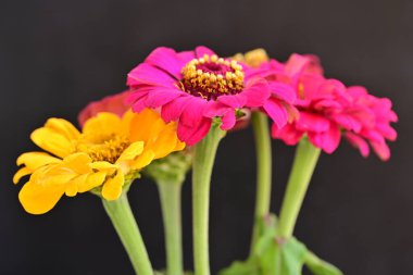 Karanlık arka planda zinnia çiçeklerini kapat 