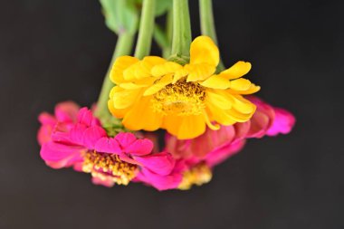 Karanlık arka planda zinnia çiçeklerini kapat 