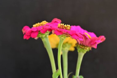 Karanlık arka planda zinnia çiçeklerini kapat 