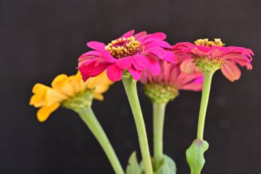 Karanlık arka planda zinnia çiçeklerini kapat 