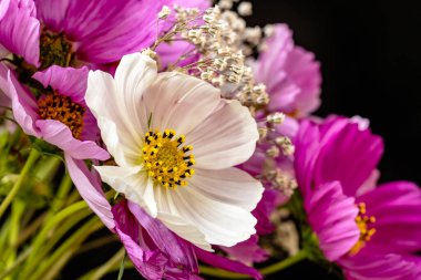 Yumuşak çiçekli güzel çiçeklerin manzarasını kapat.         