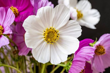 Yumuşak çiçekli güzel çiçeklerin manzarasını kapat.         