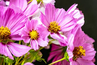 Yumuşak çiçekli güzel çiçeklerin manzarasını kapat.        