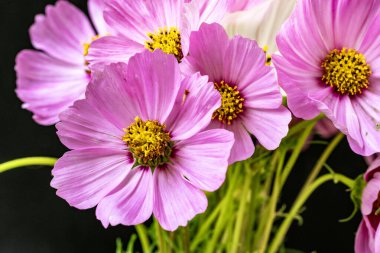 Yumuşak çiçekli güzel çiçeklerin manzarasını kapat.         