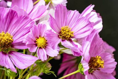 Yumuşak çiçekli güzel çiçeklerin manzarasını kapat.        