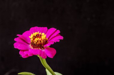 Karanlık arka planda zinnia çiçeklerini kapat 