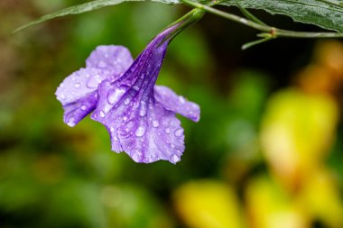 Güzel çiçeğin yakın plan görüntüsü, doğa konsepti.