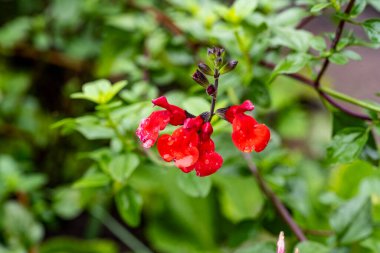 Yaz bahçesinde açan güzel, narin çiçekler, yakın.          