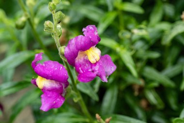 Yaz bahçesinde açan güzel, narin çiçekler, yakın.          