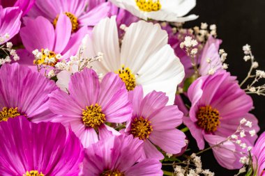 Yumuşak çiçekli güzel çiçeklerin manzarasını kapat.         