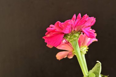 Zinnia çiçekleri koyu arkaplanda kapanıyor 