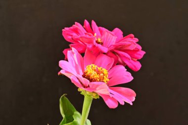 Zinnia çiçekleri koyu arkaplanda kapanıyor 