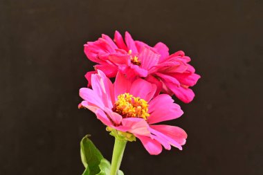 Zinnia çiçekleri koyu arkaplanda kapanıyor 