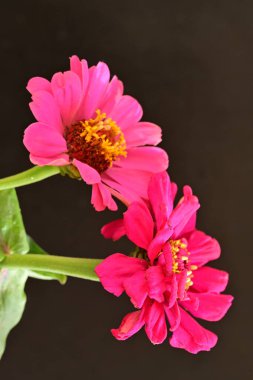 Zinnia çiçekleri koyu arkaplanda kapanıyor 